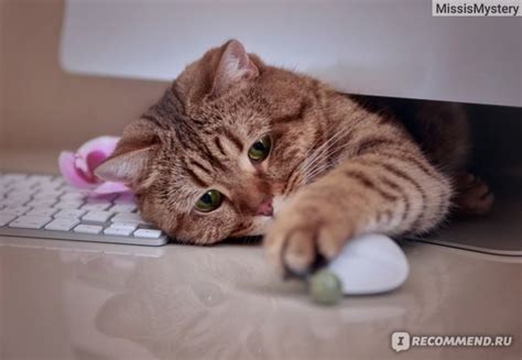 Create meme "kitty, the cat is, cat" - Pictures - Meme-arsenal.com