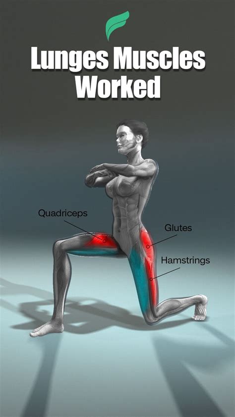 LUNGES MUSCLES WORKED: An immersive guide by Fitonomy