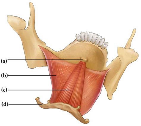 Geniohyoid muscle and neighboring structures. (a) genial tubercle, (b)... | Download Scientific ...