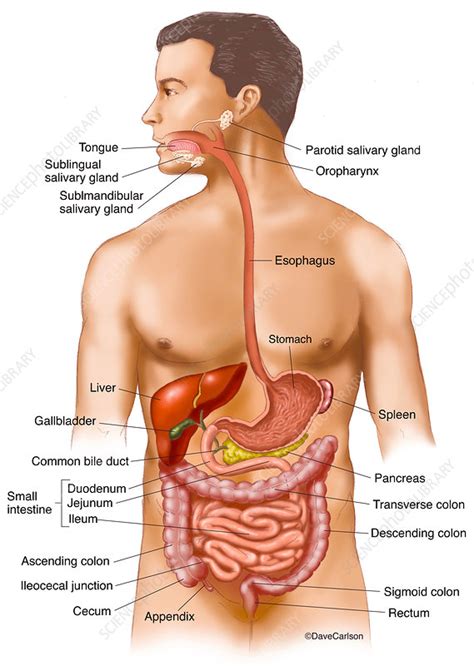 Labeled Digestive System