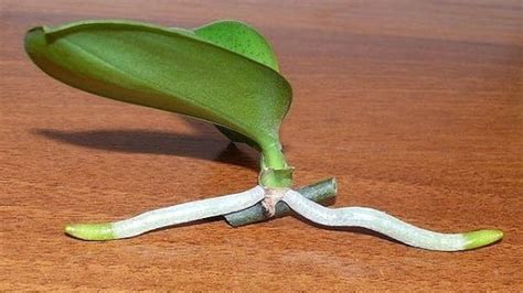 Orchid Flower Stem Propagation | Best Flower Site