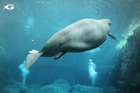 Georgia Aquarium Releases Video Giving First Look at Beluga Whale Birth | Georgia Aquarium