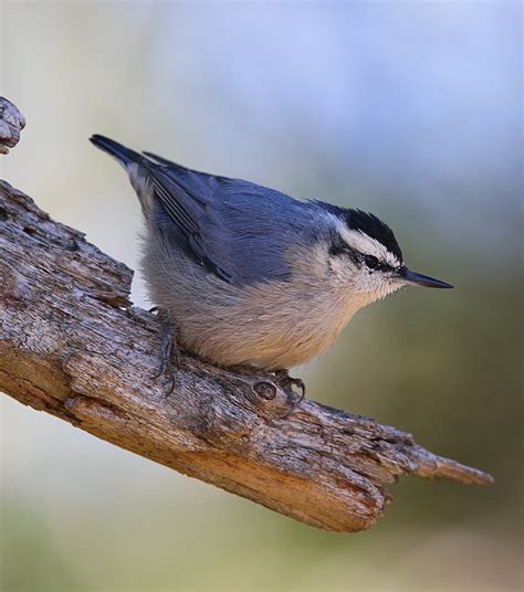 Beautiful European Birds: A Guide to 10 Endemic Species