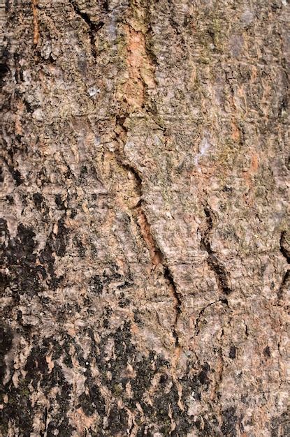 Premium Photo | Natural wood tree trunk texture background