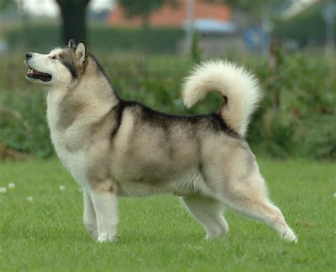 Alaskan Malamute - Wiktionary, the free dictionary