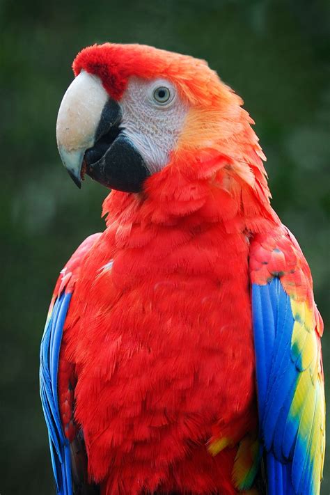 35 Beautiful & Colorful Parrots Wallpaper | Parrot, Parrot wallpaper, Bird