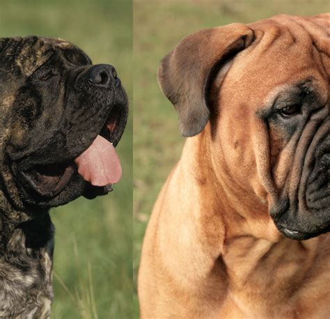 What Is The Difference Between A Mastiff And A Bullmastiff