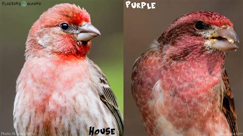 House Finch vs Purple Finch | Learn to identify House and Purple Finches