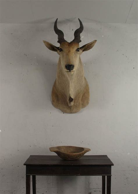 20th Century Large African Giant Eland Taxidermy Shoulder Mount Antlers