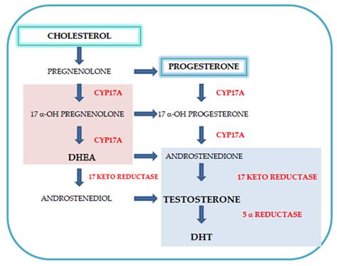 Intratumoral de novo steroid synthesis from circulating serum ...