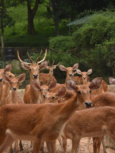 Why Assam State Zoo is among the best places to visit in Guwahati with kids in summer vacation ...