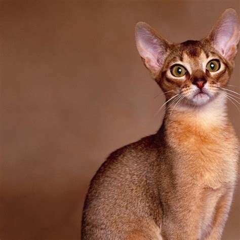 abyssinian cat - Pet Paw