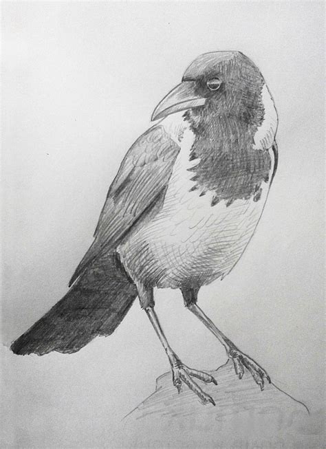 Crow Pencil Sketch at PaintingValley.com | Explore collection of Crow Pencil Sketch