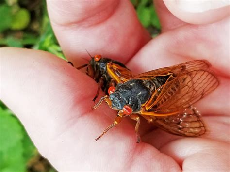 Cicadas return, specific brood emerges in Illinois counties - The Daily Illini