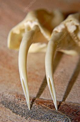 Rattlesnake Fangs - Stock Image - C025/0594 - Science Photo Library