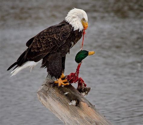 Bald Eagle staying on top of the food chain : r/natureismetal