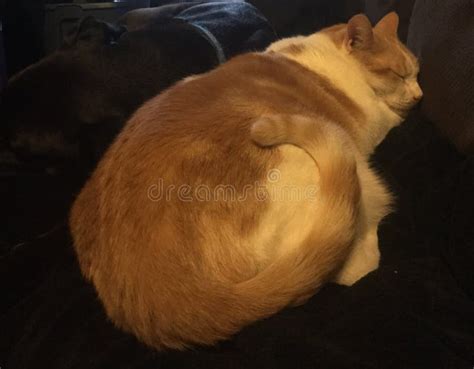 Sleepy cat stock image. Image of orange, male, sleeping - 64648113