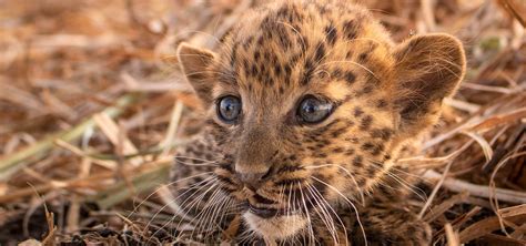 Why We Reunite Leopard Cubs With Their Mothers - Wildlife SOS