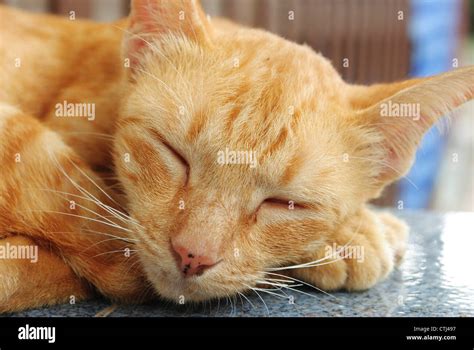 sleeping yellow cat Stock Photo - Alamy