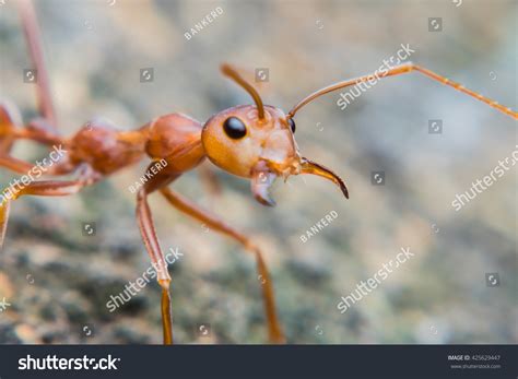 Close Red Ant Wide Open Mandibles Stock Photo 425629447 | Shutterstock