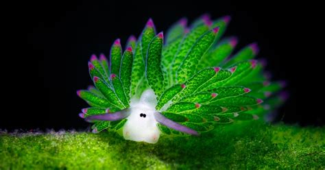 Exploring the Life of a Leaf Sheep, Nature’s Tiny Phenomenon | Bored Panda