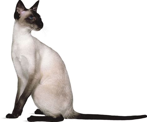 Siamese | Personality, Coloration & Origin | Britannica