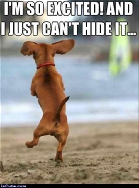 I'm so excited I just can't hide it funny dogs - Dump A Day