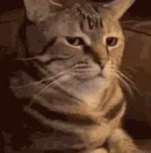 Angrycat GIFs | Tenor