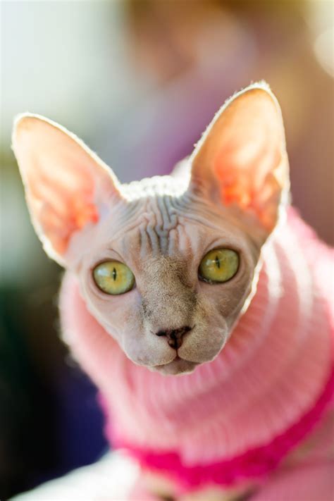 Someone Put Their Sphynx Cat In A Wig And Dress And I'm Laughing So Hard Right Now