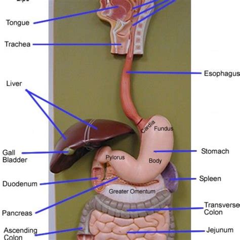 digestive-system-models-labeled-54b8b929d03a0-500x500.png (500×500 ...