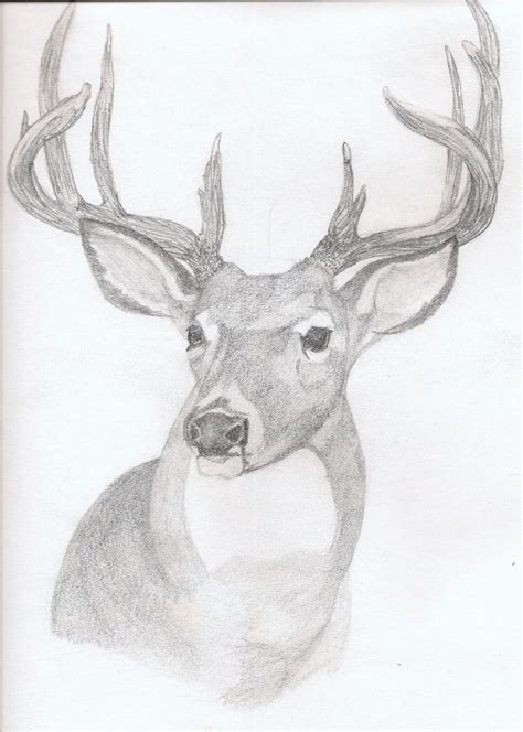 Whitetail Buck Sketches at PaintingValley.com | Explore collection of Whitetail Buck Sketches