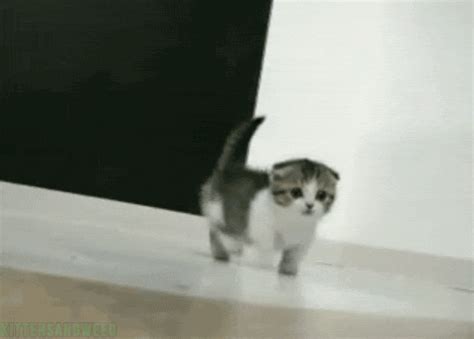 munchkin cat gifs | WiffleGif