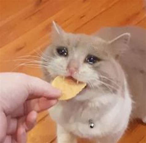 Sad cat eating chip Blank Template - Imgflip