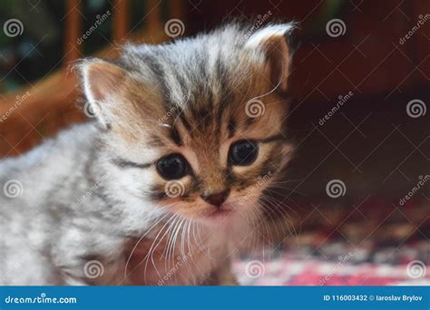 Cut baby kitten playing stock photo. Image of kitty - 116003432