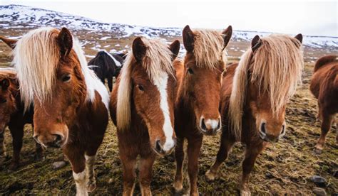 Icelandic Horse Breed Profile - Helpful Horse Hints