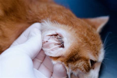 Ear Mites in Cats | Small Door Veterinary