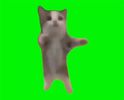 Happy happy happy cat meme template - Video Meme