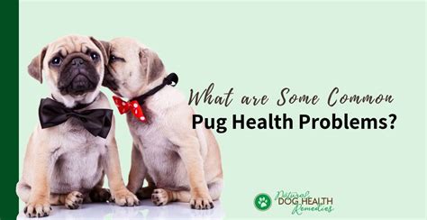 Pug Health Problems & Lifespan