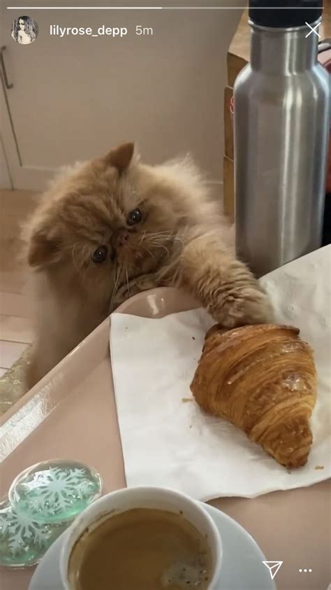 Cat croissant | Cute cats and dogs, Pretty cats, Beautiful cats