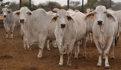 Brahman Cattle - Trans Africa Farm