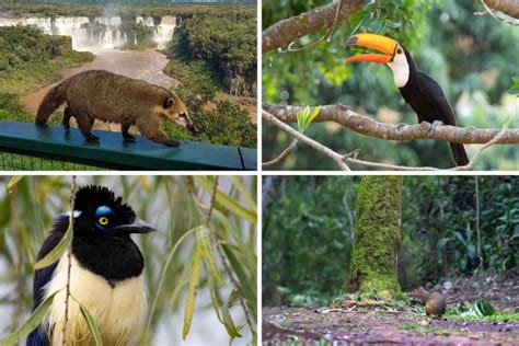 Wildlife of Iguazu Falls, Brazil and Argentina