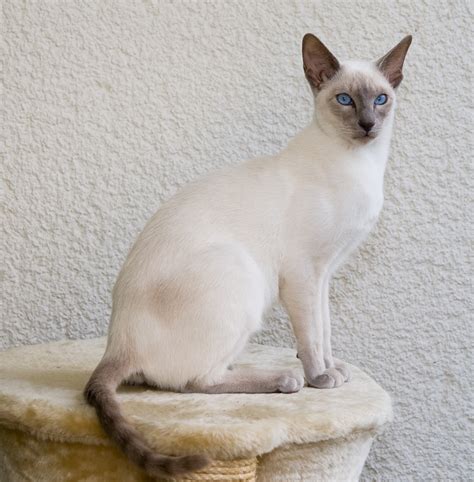 Siamese cat - Wikipedia