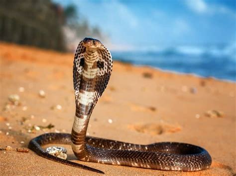 11 Snakes with the Biggest Heads in the World - W3schools