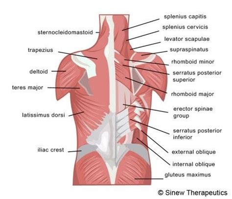 Diagram Of Female Lower Back Muscles - Back Muscle Chart Haval : Within this group of back ...