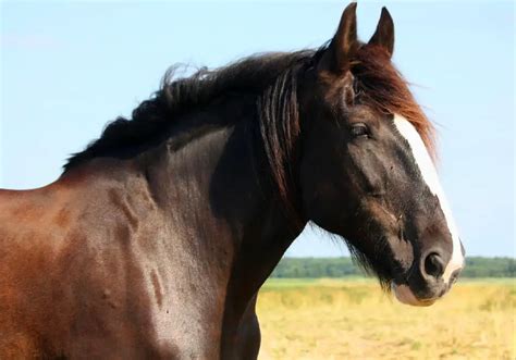 Shire Horse For - Home Interior Design