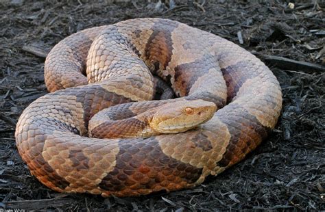 Northern Copperhead Snakes | WYPR