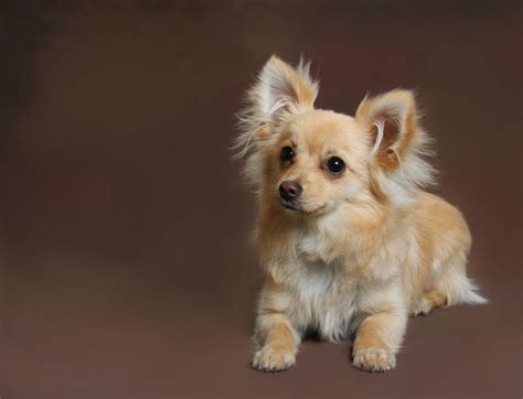 Pomchi (Pomeranian & Chihuahua Mix): Info, Pictures & Care Guide | Hepper