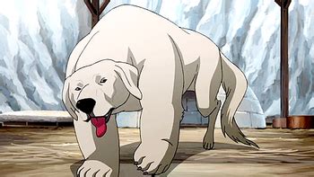 Polar bear dog | Avatar Wiki | FANDOM powered by Wikia