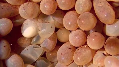 Octopus Eggs Hatching - YouTube