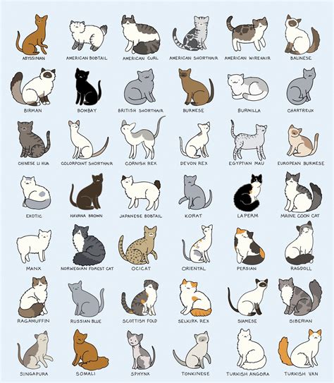 Pin by Дарья on DaryArt | Cat breeds chart, Cats illustration, Cat breeds